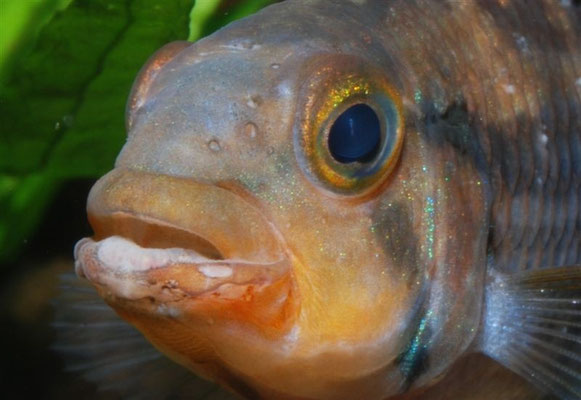 Apistogramma norberti Kopfprofil achte auf dicke,wulstige  Lippen / Kopfporen