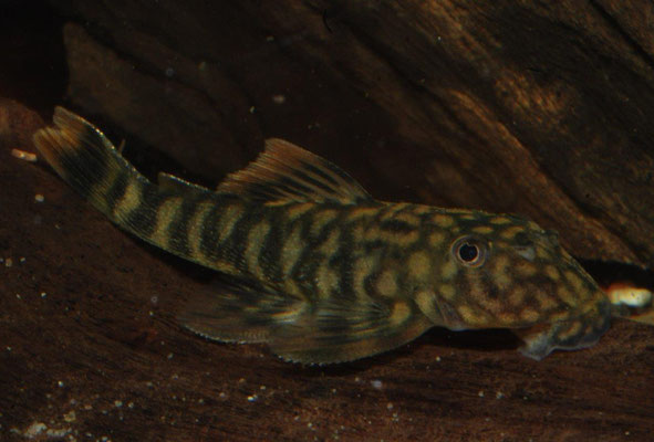 Guyanyncistrus  brevispinis L41 