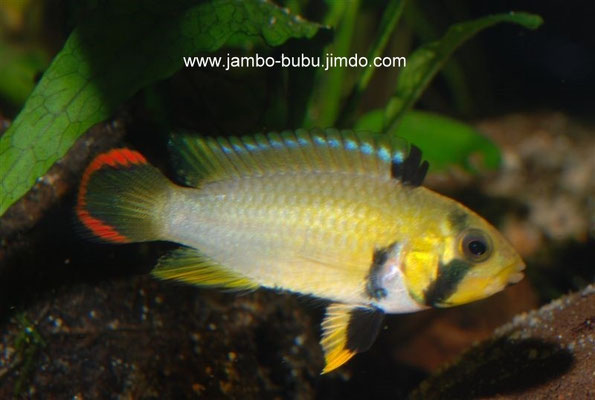 Apistogramma panduro