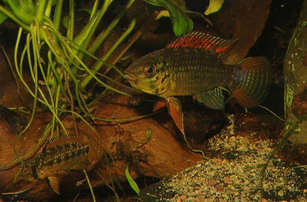 Apistogramma sp. Vielfleck Paar Brutpflegend