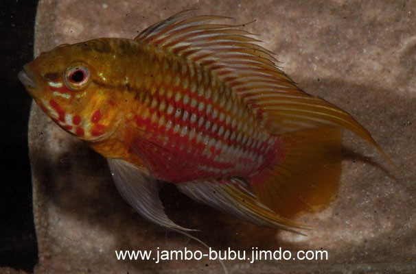 Apistogramma hongsloi Zuchtform Zenner