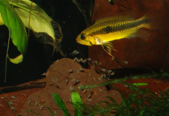 Apistogramma sp. "Wilhelmi" W Junge führend