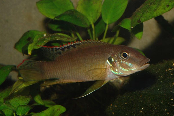 Wallaceochromis signatus