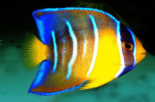 Holacanthus cilaris