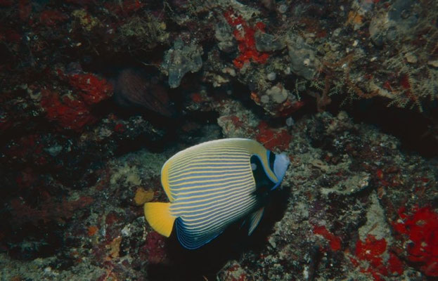 P. imperator im Riff