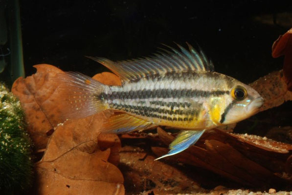 Apistogramma cacatuoides WForm violette subadult