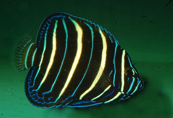 Pomacanthus  crysurus juvenil