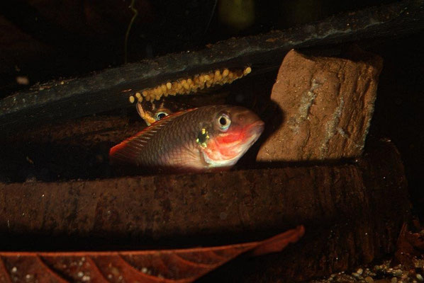 Pelvicachromis taeniatus Nigeria red Paar Gelege pflegend