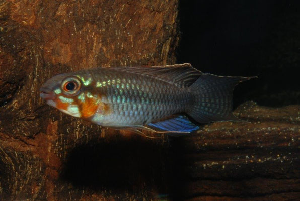 Apistogramma sp. Blutkehl- lineata oder nur Morphe