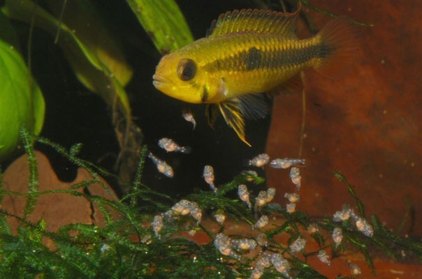 Apistogramma sp.  "Wilhelmi" W Junge führend