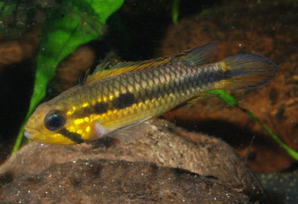 Apistogramma gephyra W beginnende Brutpflegefärbung
