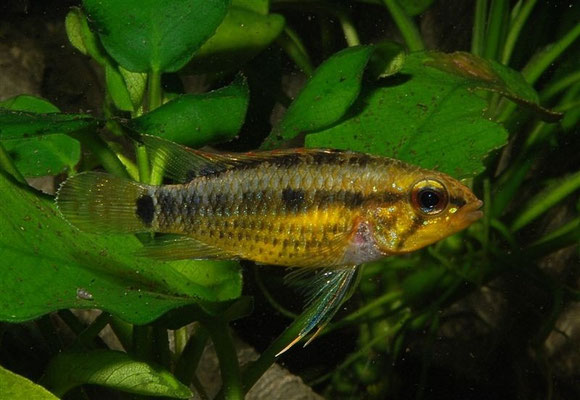 Apistogramma velifera W Brutpflegefärbung