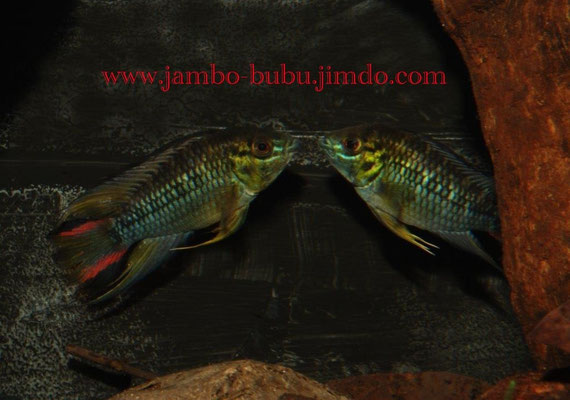 Apistogramma hoignei frontal drohend