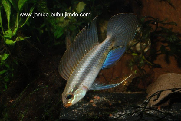 Apistogramma iniridae M juvenil driftend