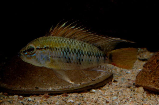 Apistogramma macmasteri WF