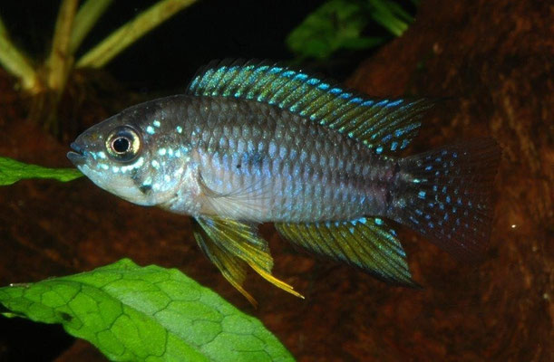 Apistogrammoides pucallpensis