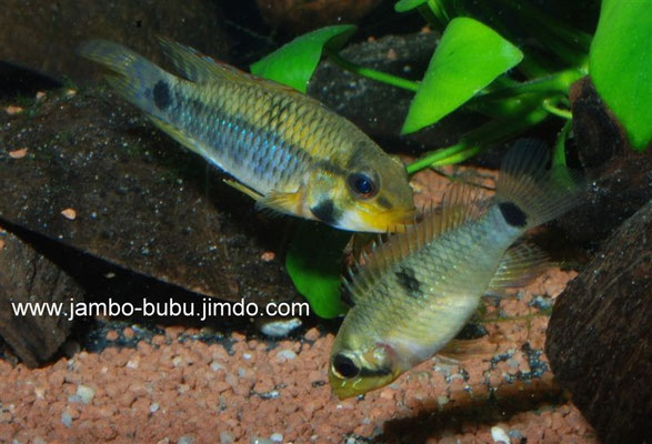 Apistogramma hippolytae