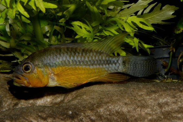 Apistogramma allpahuayo