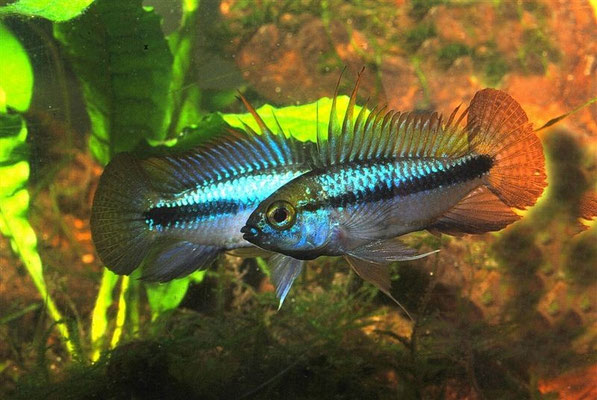 Apistogramma trifasciata 