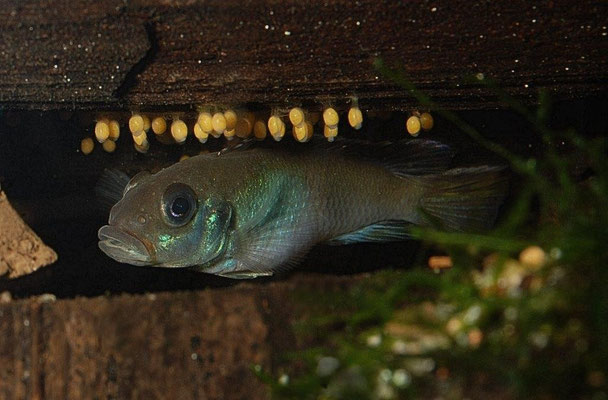 Nanochromis parilus