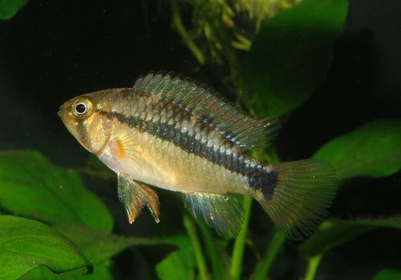 Apistogramma sp. Vielfleck W neutral