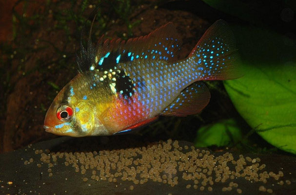 Microgeophagus ramirezi