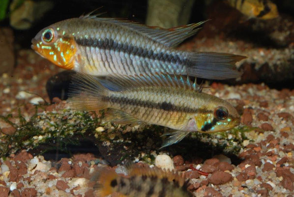 Apistogramma gibbiceps WF Paar  gelb/rote Morphe