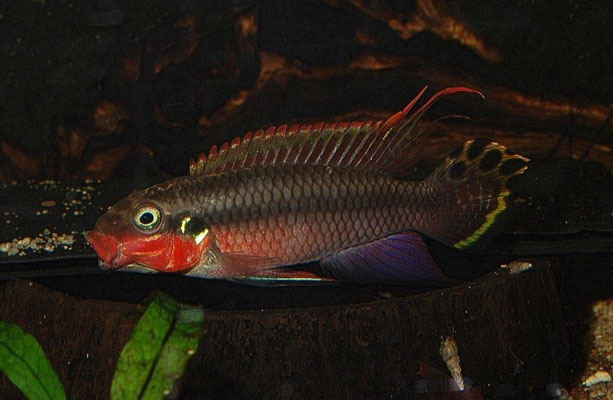 Pelvicachromis taeniatus Nigeria Red gähnend