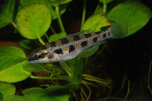 Dicrossus filamentosus W.