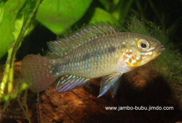 Apistogramma commbrae M stimmungsabhängige Färbung