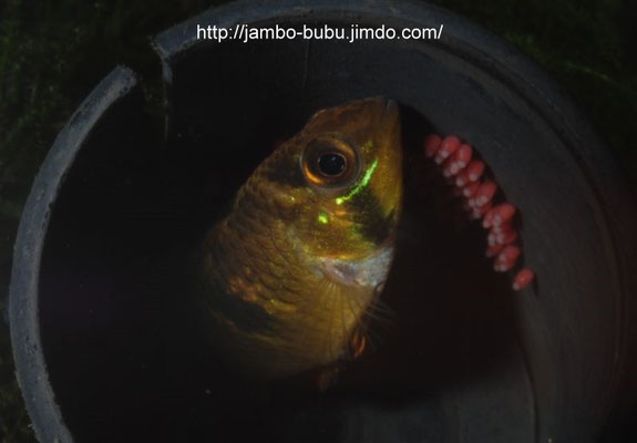Apistogramma steindachneri WForm Gelege pflegend
