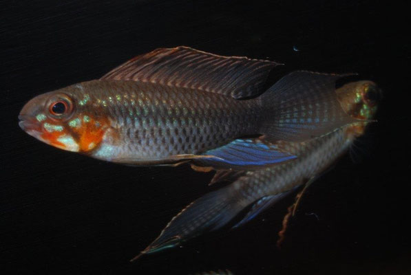 Apistogramma sp. Blutkehl- flabelicauda oder nur Morphe