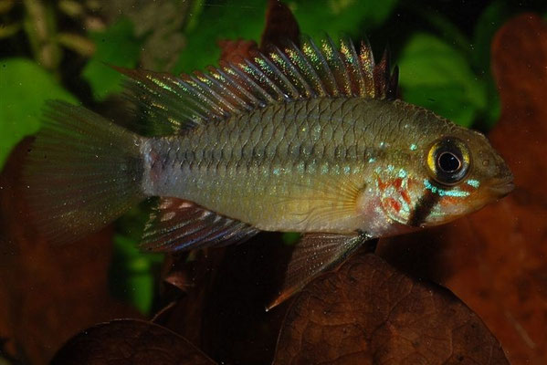 Apistogramma gossei