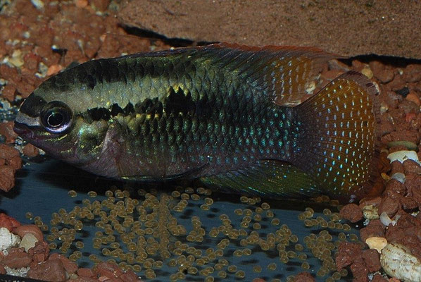 Laetacara dorsigera