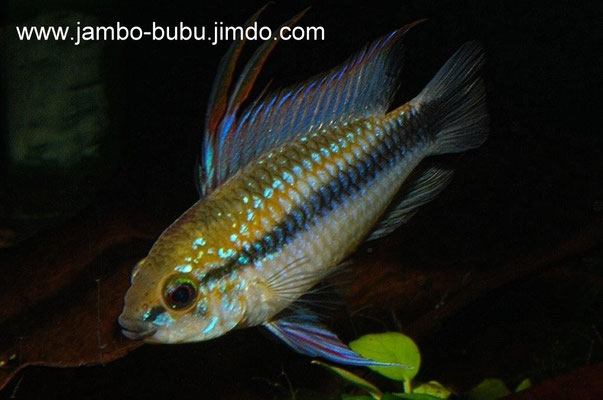 Apistogramma erythrura ohne Kiemendeckelfleck