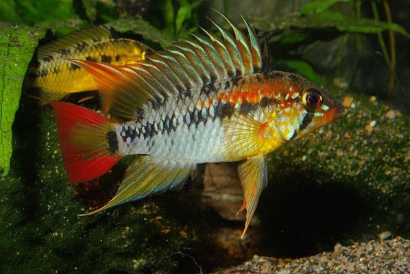 Apistogramma macmasteri  Zuchtform