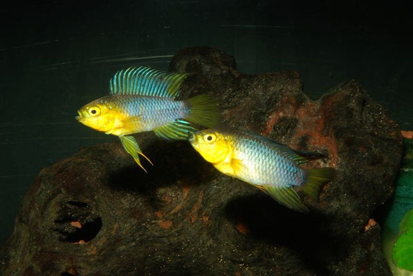 Apistogramma borellii drohend