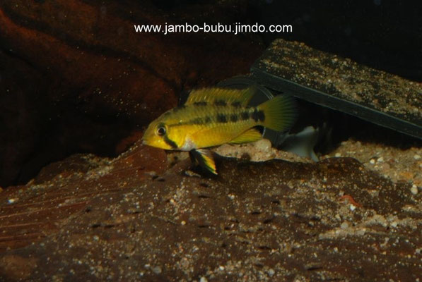 Apistogramma cruzi W Brutpflegend