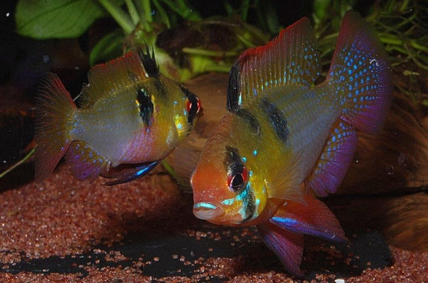 Microgeophagus ramirezi