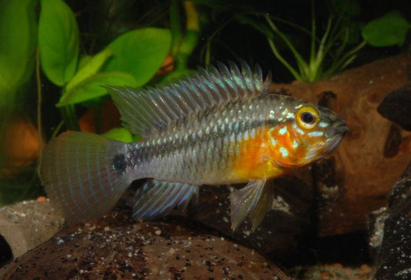 Apistogramma taeniata