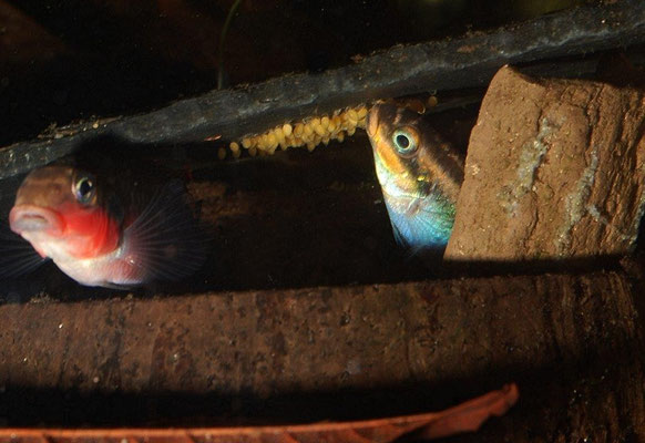 Pelvicachromis taeniatus Nigeria red Paar Gelege pflegend