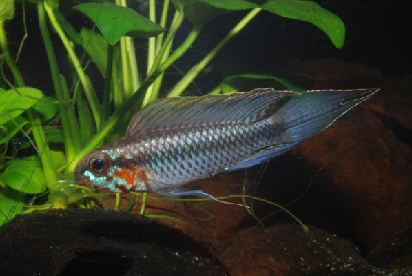 Apistogramma sp. Blutkehl- flabelicauda oder nur Morphe