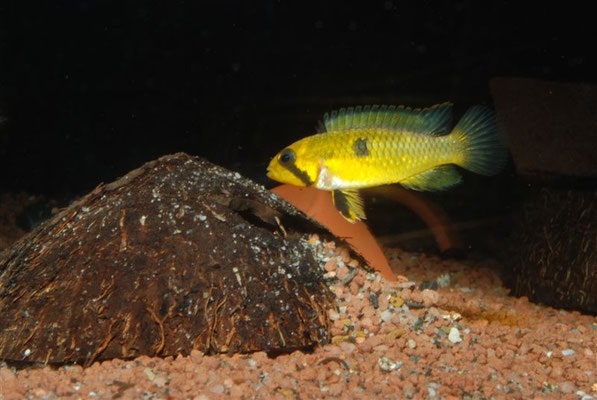 Apistogramma sp. "Wilhelmi" Brupflegefärbung