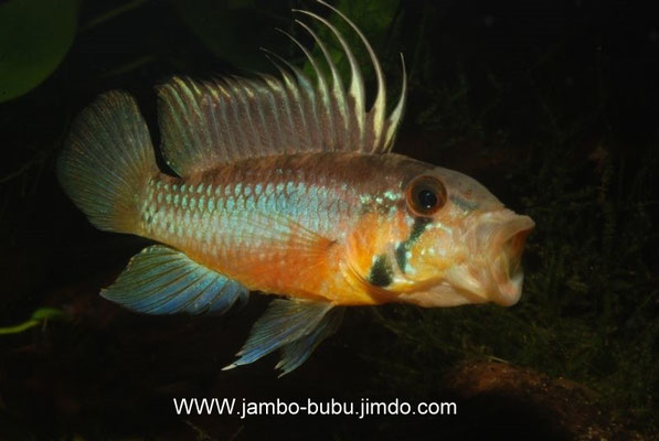 Apistogramma atahualpa gähnend