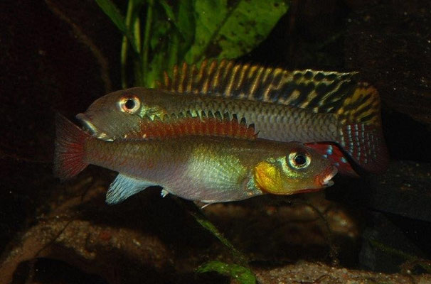 Nanochromis splendens