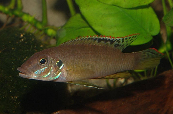 Wallaceochromis  signatus