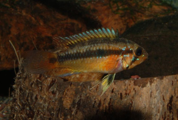 Apistogramma spec. Jurua W neutral
