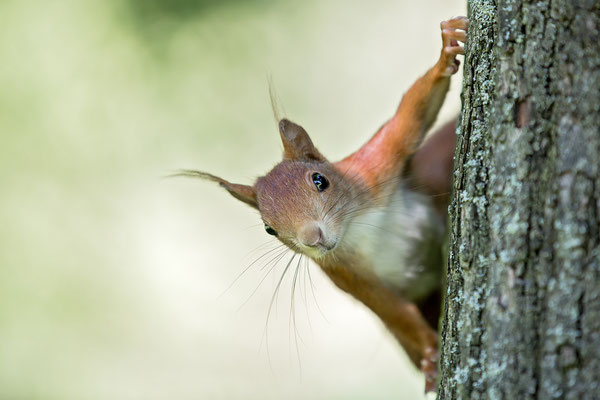 Eichhörnchen - wildlife