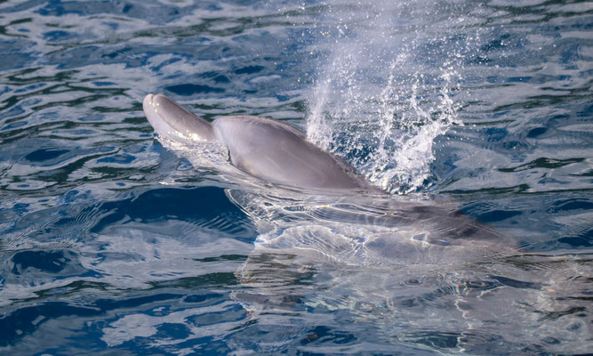 Grand dauphin de l'Indo Pacifique (Tursiops aduncus)