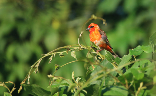 Cardinal (Fudia madagascariensis)